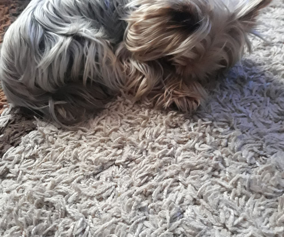 PIKUS