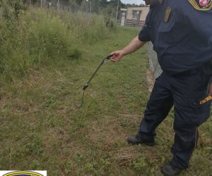 Chwile grozy w centrum miasta. Na posesji znaleźli 40-centymetrowego węża! [ZDJĘCIA]