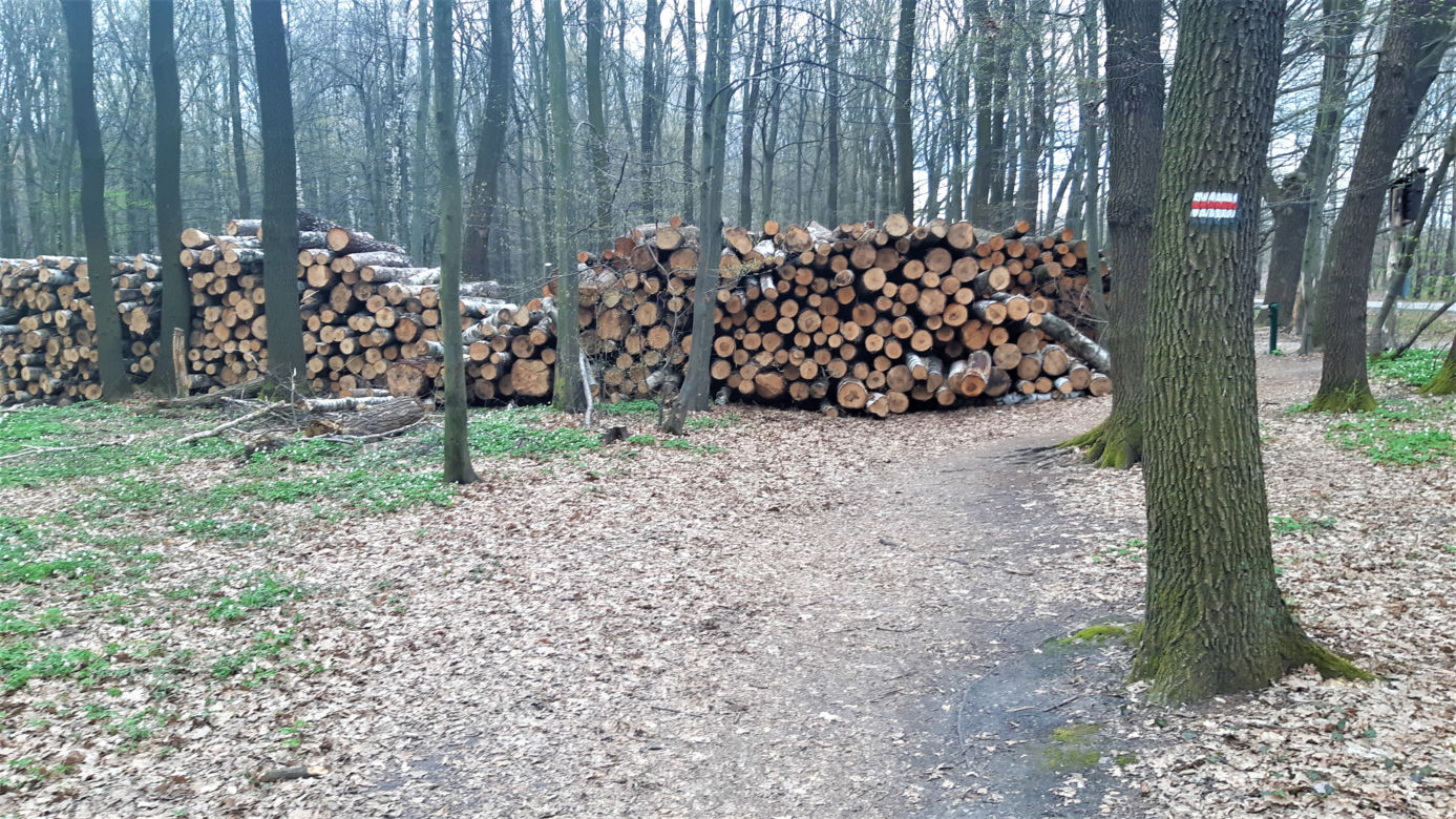 Wycinka drzew w lasku Lipie. Zobacz efekt pracy leśników!