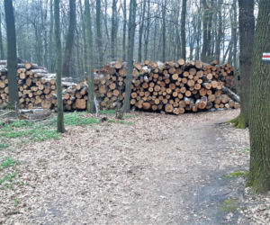 Wycinka drzew w lasku Lipie. Zobacz efekt pracy leśników!