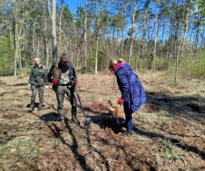 W Lesie Sekulskim rośnie już kilkaset nowych, młodych buków! Drzewa zasadzili członkowie siedleckiego samorządu i leśnicy