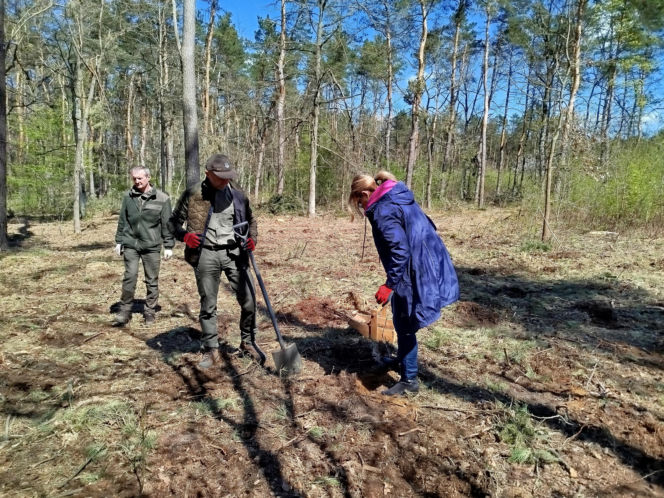 W Lesie Sekulskim rośnie już kilkaset nowych, młodych buków! Drzewa zasadzili członkowie siedleckiego samorządu i leśnicy