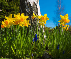 Kwiecień w ogrodzie: oto prace do wykonania w tym miesiącu