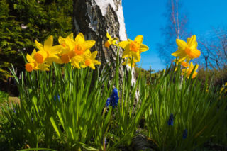 Kwiecień w ogrodzie: oto prace do wykonania w tym miesiącu