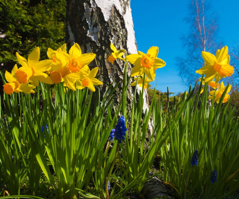 Kwiecień w ogrodzie