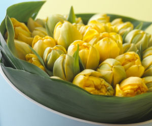 tulipany