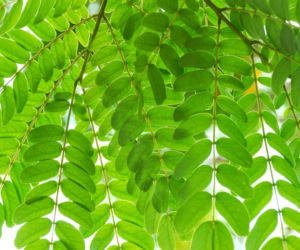 Robinia akacjowa