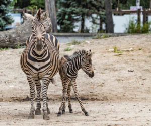 Zebra Chapmana
