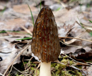 Smardze – leśna arystokracja