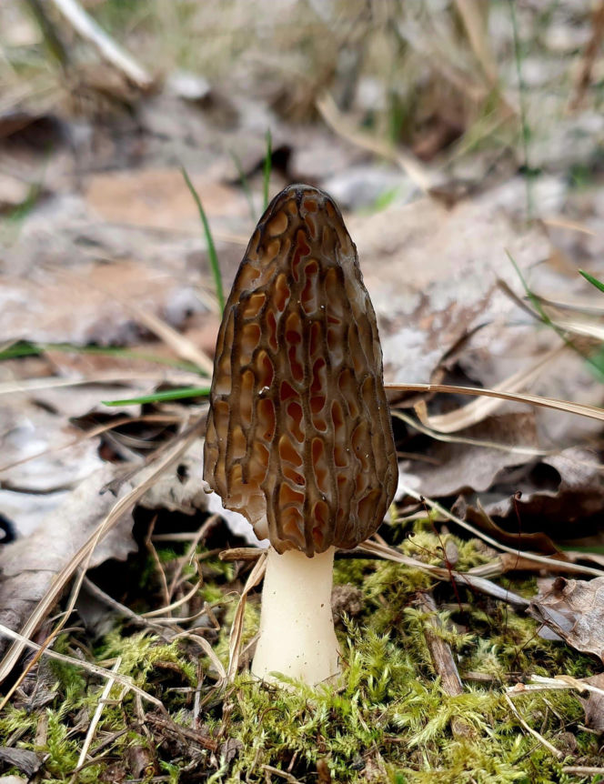 Smardze – leśna arystokracja