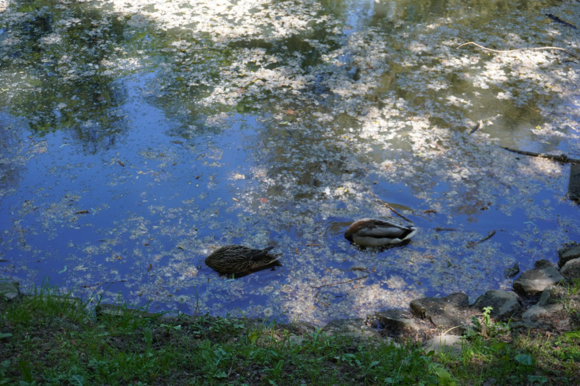 Park Sołacki w maju 2024
