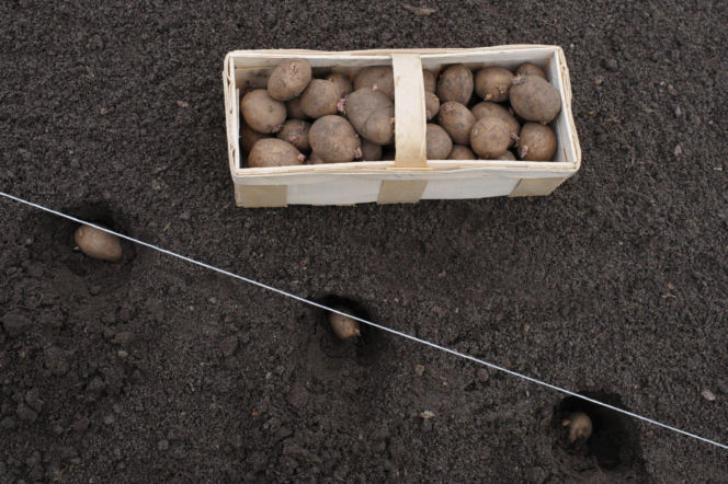Sadzenie ziemniaków