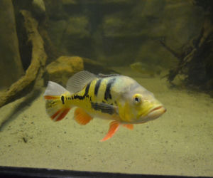 Palmiarnia w Gliwicach