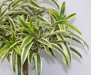 Dracena odwrócona