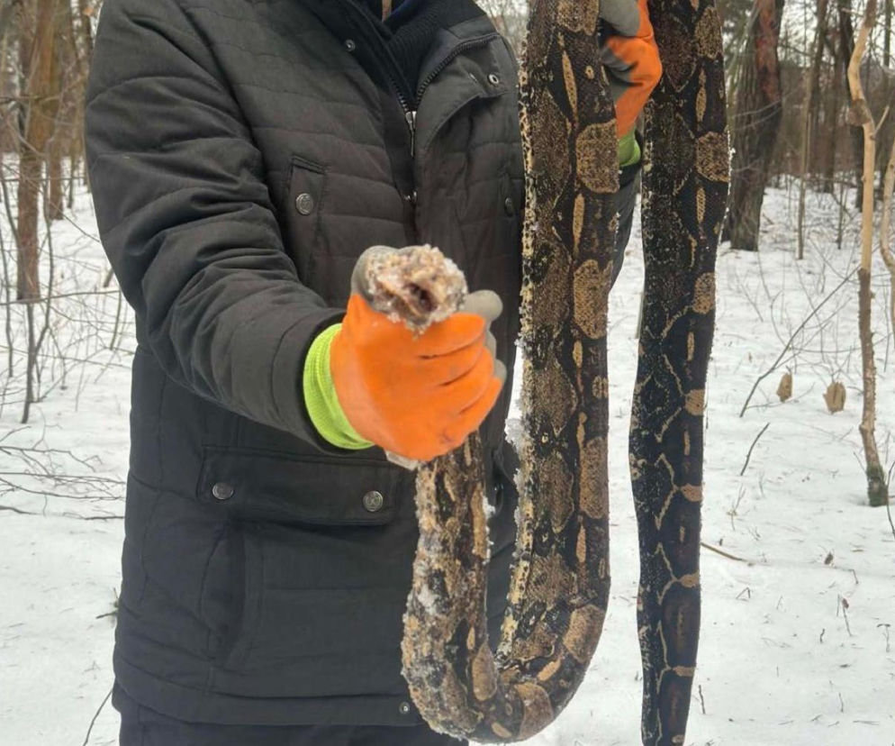 Szokujące znalezisko pod Warszawą. W lesie leżał dwumetrowy boa