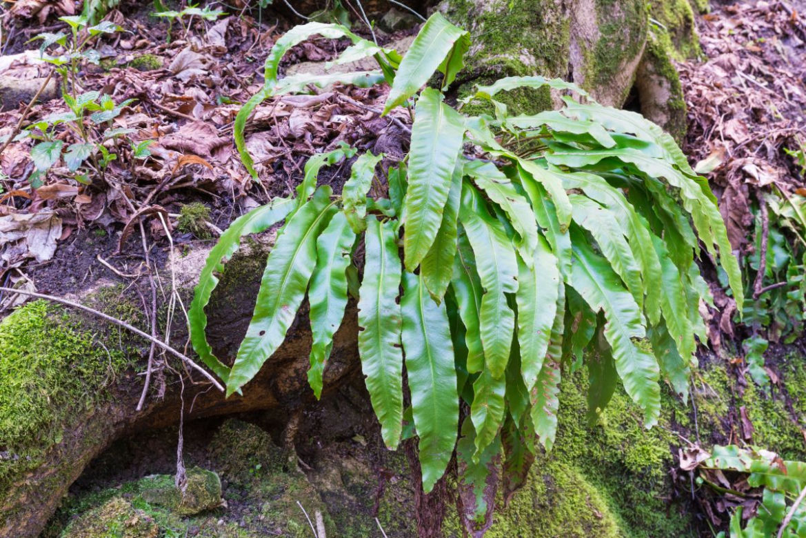 Paprocie ogrodowe