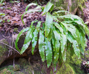 Paprocie ogrodowe