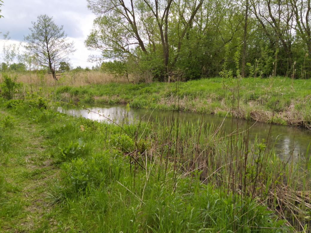 Sprzątanie mostu kolejowego nad rzeką Muchawką - 15.05.2021