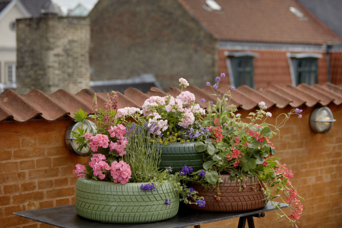 Kompozycje z pelargoniami