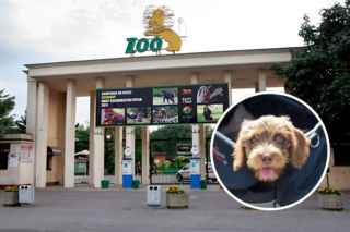 Jamnik w walizce, york w torebce pod pachą. Tak ludzie przemycają psy do zoo we Wrocławiu