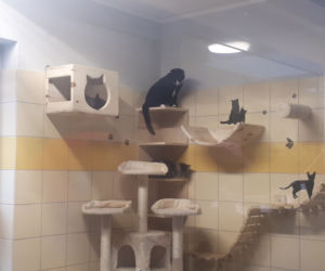 Podczas Dnia Otwartego mieszkańćy mogli zwiedzić nową kociarnię.