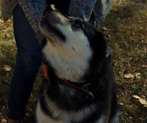 Husky opanowały Psi Park! [GALERIA]