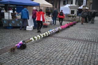35 metrów i 80 centymetrów liczy palma, która zwyciężyła tegoroczny konkurs palm w Lipnicy Murowanej