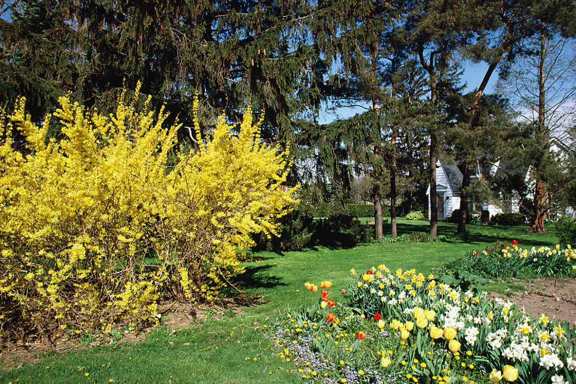 forsycja