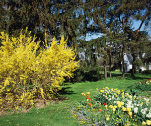 forsycja