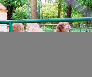 Garbaty morderca grasuje w ZOO