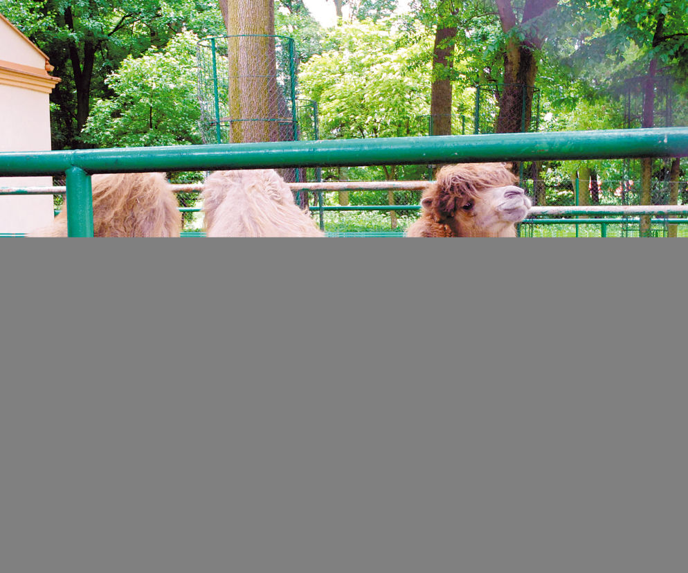 Garbaty morderca grasuje w ZOO