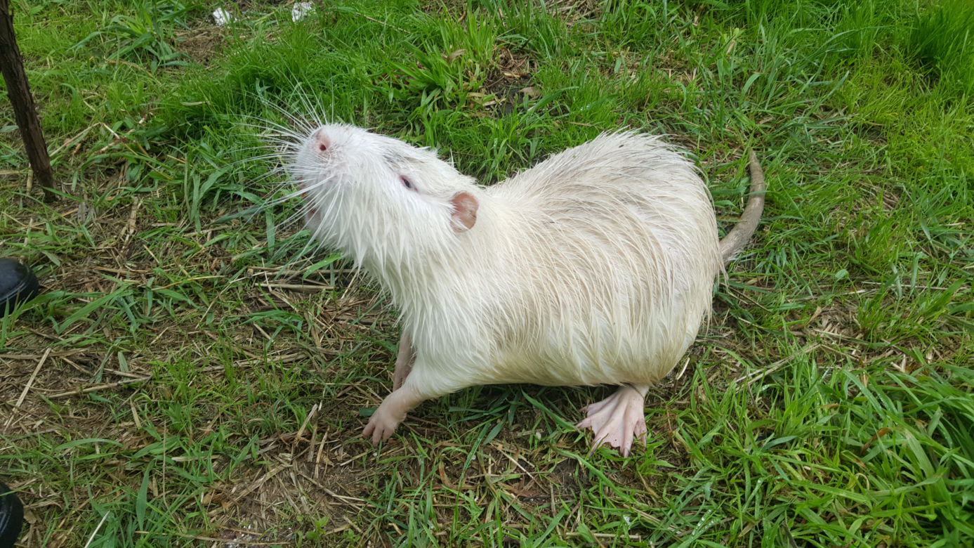Nutrie z jaworznickiej Byczyny