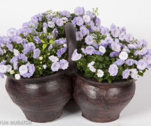 Dzwonek ‘Blue Wonder’