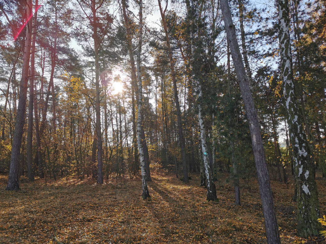 Słoneczny listopadowy poranek w Ostrowie