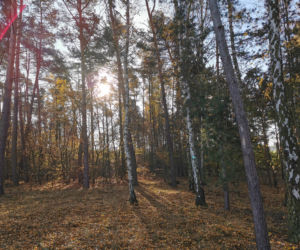 Słoneczny listopadowy poranek w Ostrowie