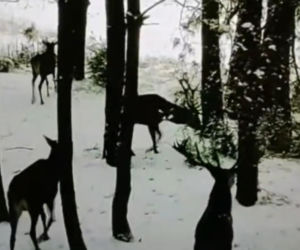 76-latek usłyszał zarzut zakładania urządzeń kłusowniczych