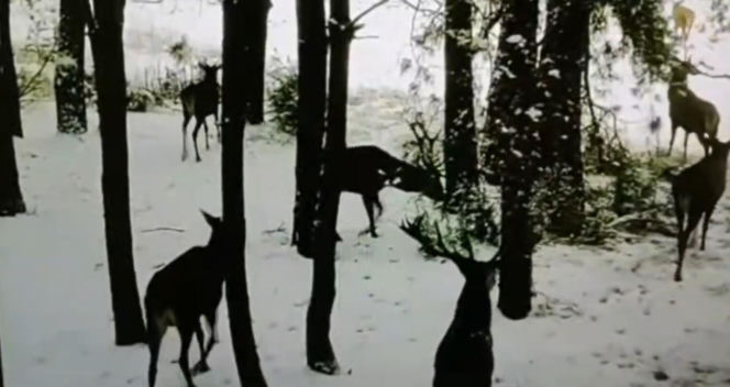 76-latek usłyszał zarzut zakładania urządzeń kłusowniczych