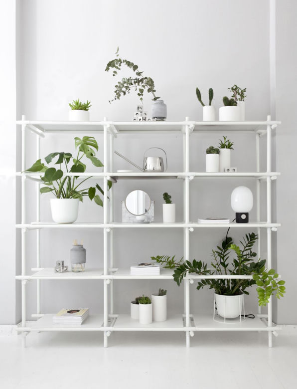 Monstera we wnętrzach