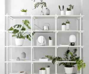 Monstera we wnętrzach