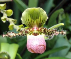 Orchidea Sabotek 