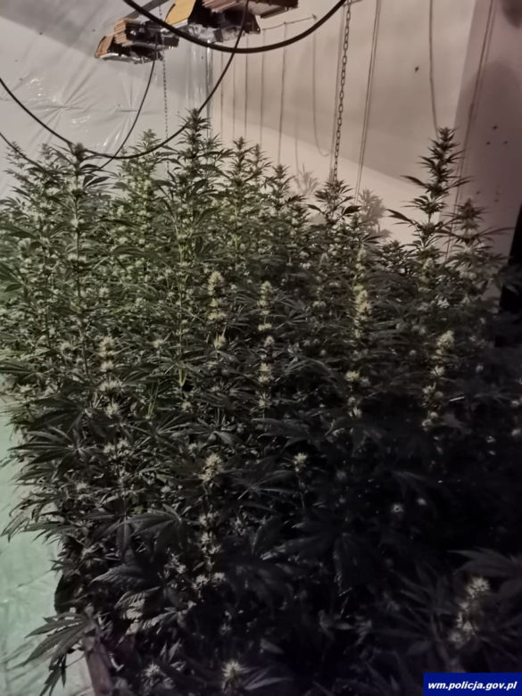 Nielegalna plantacja konopi w powiecie olsztyńskim. Mężczyźnie grozi do 10 lat więzienia [WIDEO]