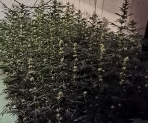 Nielegalna plantacja konopi w powiecie olsztyńskim. Mężczyźnie grozi do 10 lat więzienia [WIDEO]