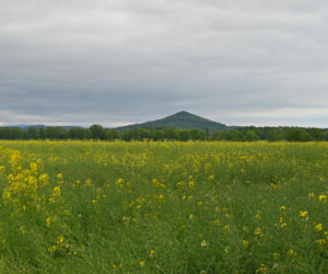 Ostrzyca Proboszczowicka - śląska Fudżijama pod Twardocicami
