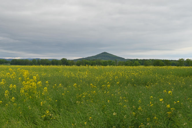 Ostrzyca Proboszczowicka - śląska Fudżijama pod Twardocicami