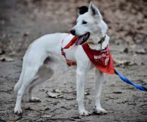 Marley - pies do adopcji