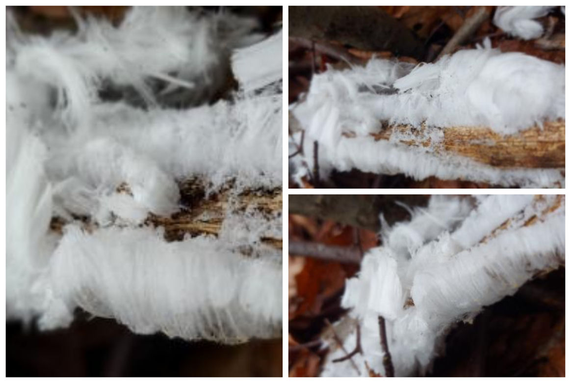 Wata cukrowa rośnie na drzewach? Takie cuda sfotografowali leśnicy z Warmii i Mazur
