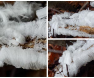 Wata cukrowa rośnie na drzewach? Takie cuda sfotografowali leśnicy z Warmii i Mazur