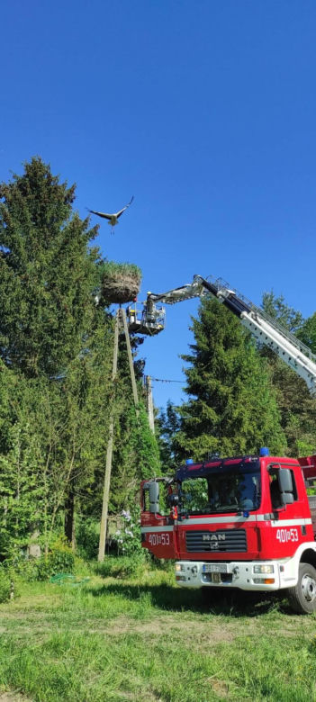 Bocianie pisklę znów w gnieździe [GALERIA]