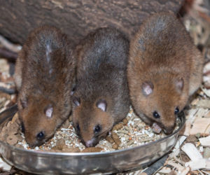 Nowy gatunek we wrocławskim zoo