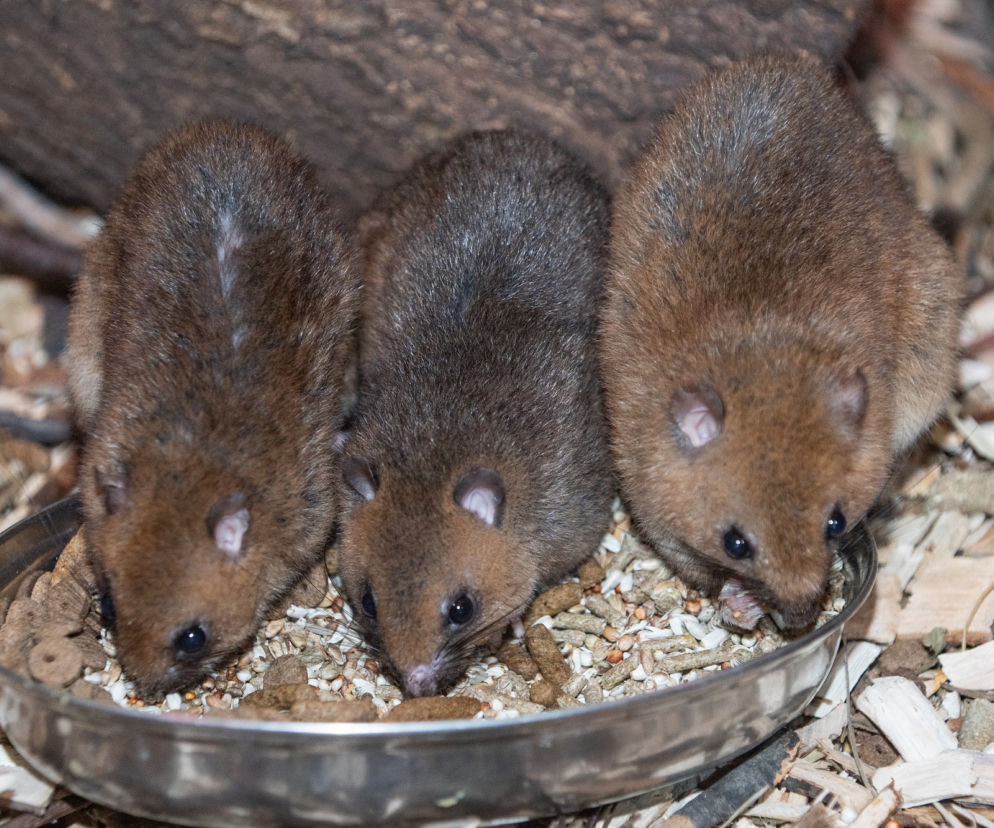 Nowy gatunek we wrocławskim zoo